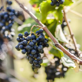 Die Südtiroler Weinernte 2019 - in etwas turbulenter, aber vielversprechender Jahrgang - (c) Südtirol Wein, Florian Andergassen