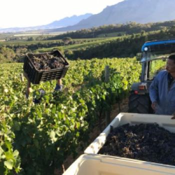 Südafrika - Aktivitäten rund um den Wein - (c) Wineroute.co.za