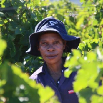 Südafrika - Aktivitäten rund um den Wein - (c) Wineroute.co.za