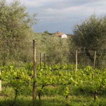 Wein und Olivenöl gehören hier zusammen, daher gibt es auch ein Olivenöl mit der geschützter Ursprungsbezeichnung Chianti Classico - (c) Jörg Bornmann