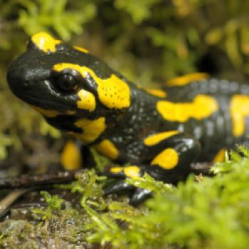 Feuersalamander im Wengleinpark - Genießen im Nürnberger Land - (c) Bernd Hölzel