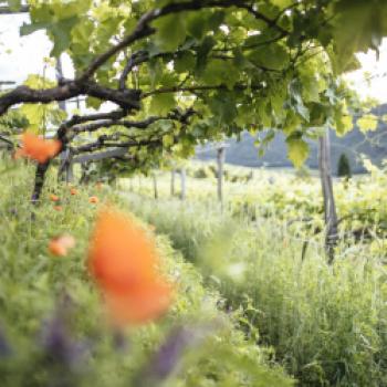 Südtirol Wein Agenda 2030 - (c) Südtirol Wein, Benjamin Pfitscher