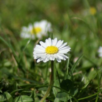 Gänseblümchen (Bellis perennis) - (c) Wikipedia