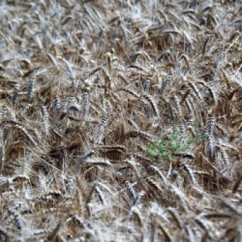 Neben Kartoffeln und Obst, soielt Getreide an wesentliche Rolle bei der landwirtschaftlichen Nutzung des Vogelberges - (c) Jörg Bornmann