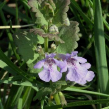 Gundelrebe (Glechoma hederacea) - (c) Wikipedia