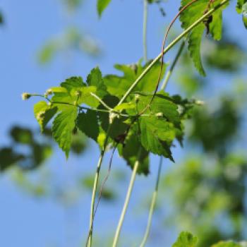 Im Juli blüht der Hopfen, die Blüten sind klein, haben eine weißgelbliche Farbe und haben die Form eines gefächerten Pinsels.