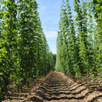 Der Hopfengarten wird besichtigt und es gibt eine Aufklärung über Hopfen