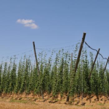 Im Hopfengarten werden nur weibliche Pflanzen angebaut und die dürfen nicht vom männlichen Hopfen befruchtet werden