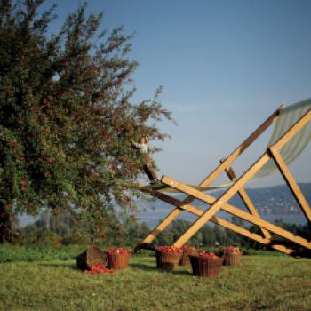 Im Apfelgarten des Hotel Gasthaus Hirschen lassen sich im Herbst reichlich Äpfel ernten und genießen - (c) REGIO Westlicher Bodensee