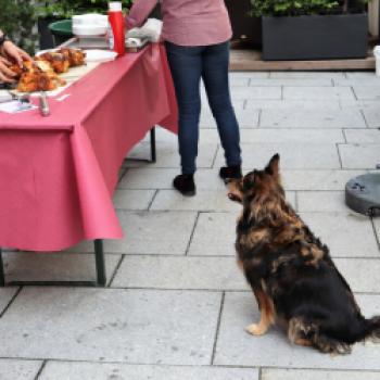 Nicht nur die Zweibeiner, auch die Vierbeiner genießen das Altstadtfest Linzer Gasse in Salzburg - (c) Jörg Bornmann