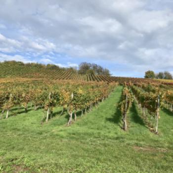 Schwäbischr gohd’s ned - Vaihingen an der Enz, Horrheim und Lembergerland  Stocherkahn, Stäffele, Trollinger, Maultaschen und Herrgottsbescheißerle – ja das ist schwäbisch - (c) Gabi Dräger