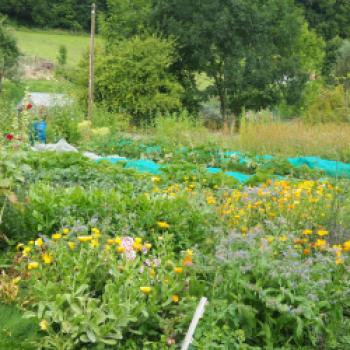 Gemüse und Kräuter für das hervorragende Essen kommen überwiegend aus dem Bauerngarten der Familie Pflüger - (c) Jörg Bornmann