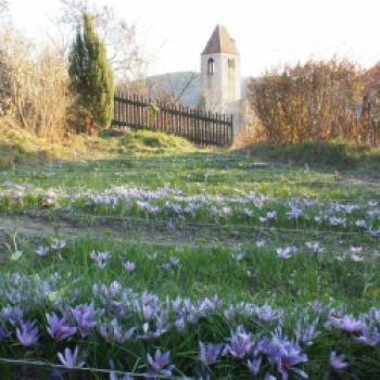 Wachauer Safran - Safranfeld in der Wachau - (c) Wachauer Safran Manufaktur