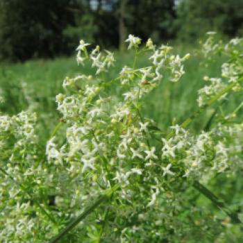 Labkraut (Galium mollugo) - (c) Wikipedia