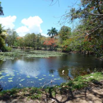 Kuba, die größte Antilleninsel, bietet mehr als Sonne, Strand und Palmen. Neben den 20 Kilometer langen Stränden in Varadero gibt es auf Kuba auch Nationalparks, Fincas, Tabaktrockenhäuser, Krokodilfarmen und Bootsfahrten in Höhlen, bemalte Felswände und Inseln - (c) Gabi Dräger