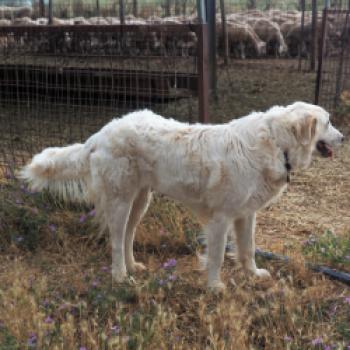 Agro Biologica Le Tofane - Schafzucht und Käserei im Parco regionale della Maremma (Toskana) - (c) Jörg Bornmann