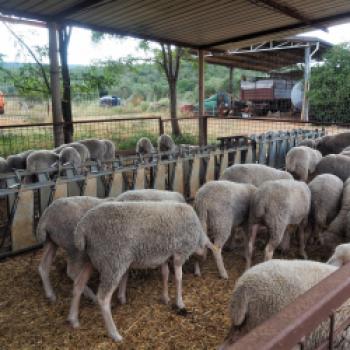 Agro Biologica Le Tofane - Schafzucht und Käserei im Parco regionale della Maremma (Toskana) - (c) Jörg Bornmann