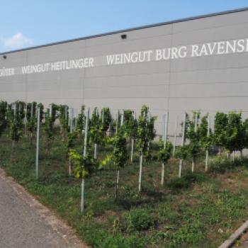 Ein Besuch beim Weingut Heitlinger mit dem Fahrrad - (c) Jörg Bornmann