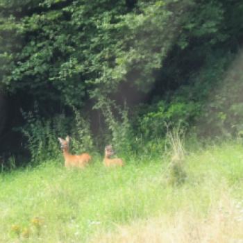 Örtliche Jäger beliefern die Gastronomen mit Wild aus den Vogelsberger Wäldern - (c) Jörg Bornmann