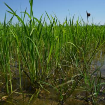 Das Wasser dient als Wärmeregler an heißen Tagen und in kühlen Nächten. Zahlreiche Unkräuter gehen unter Wasser ein - (c) Maren Recken