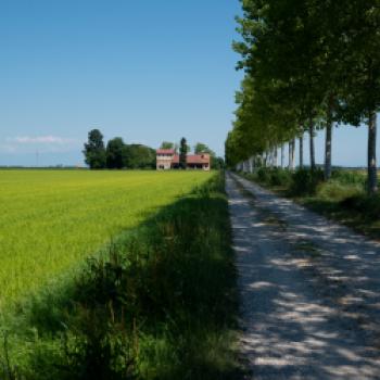 Früher bewirtschafteten Großfamilien die Reisfelder in Handarbeit - (c) Maren Recken