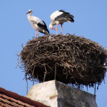 Rust im Burgenland – Stadt der Störche und edlen Weine