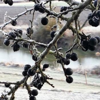 Apfel-Schlehen-Gelee mit Glühwein - Die Schlehenfrüchte reifen ab September, werden aber erst nach dem ersten Frost geerntet - (c) Gabi Vögele