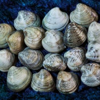 Besonders gute Vongole findet man im Meer vor der Küste Senigallias - (c) Feel Senigallia