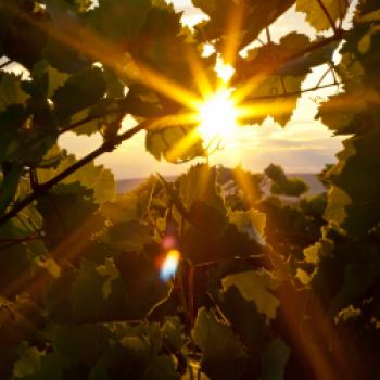 Die Sonnen geht unter im Weingarten und ein arbeitsreicher Tag liegt hinter dem Winzer - (c) Weingut Franz Schindler