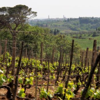 Weiter geht es vom 6. bis 10. Mai in die Toskana. Tolle Weine und historische Städte, wie hier Siena im Hintergrund, erwarten die Urlauber - (c) Jörg Bornmann