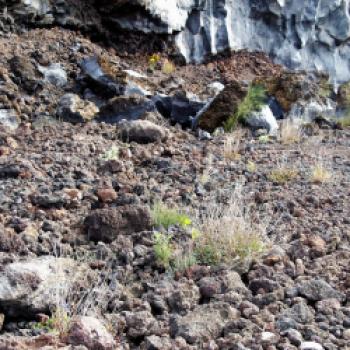 Schlanke, mineralische, elegante Weißweine werden auf dem Vulkanboden rund um den Ätna angebaut - (c) Jörg Bornmann