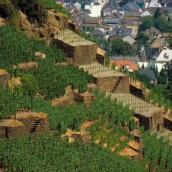 Auch dieses Bild von den Weinbergen bei Bad Neuenahr veranschaulicht noch einmal die Steilheit der Weinberge - (c) Deutsches Weininstitut