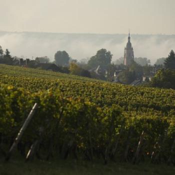 Weinberge bei Eltville im Rheingau - (c) Deutsches Weininstitut