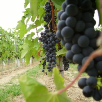 Blaufränkisch ist mit Abstand die wichtigste Rebsorte in Betrieb Ferry Schindler - (c) Weingut Franz Schindler