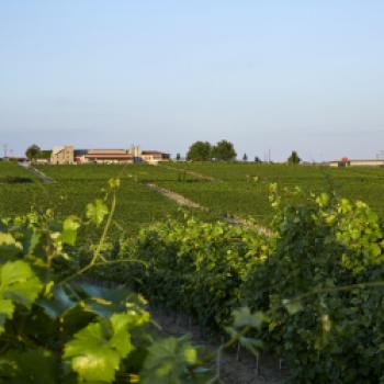  Weingut Gerovassiliou, Griechenland, Wein, Griechischer Wein - © Domaine Gerovassiliou