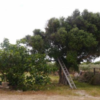 Menorca - Genussinsel für Augen und Gaumen - Zimmer im Alcaufar - (c) Susanne Wess