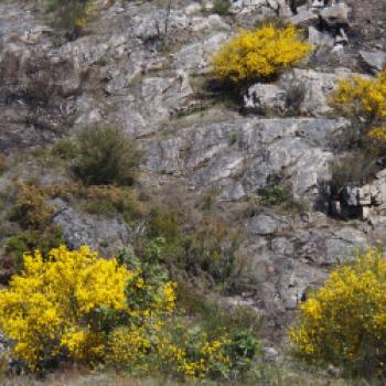 Beim Wandern im Norden Portugals, an der Grenze zu Spanien, begleitet uns der Ginster. Ein wunderbarer Kontrast zu den Felsen der Region. - (c) Jörg Bornmann