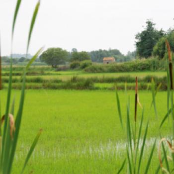 Der Naturpark bei Aveiro ist ein traditionelles Anbaugebiet für Reis. Die Kulturlandschaft wird seit einigen Jahren wieder hergestellt und bietet zahlreichen Vögeln einen Lebensraum - (c) Gabi Vögele