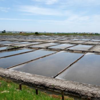 Die Salzfelder von Aveiro liefern Speisesalz von hoher Qualität - (c) Gabi Vögele