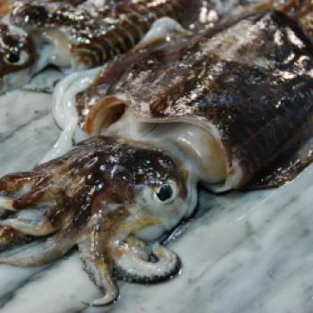 Frisch vom morgenlichen Fang findet man in der Markthalle von Setubal vieles was Appetit macht und Lust aufs Kochen weckt - (c) Gabi Vögele