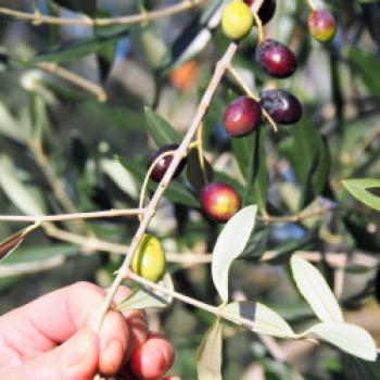 Olivenernte für das Garda PDO Orientale - In diesen Herbstwochen werden die Oliven für das hochwertige, geschützte Olivenöl Garda PDO Orientale geerntet - (c) Jörg Bornmann