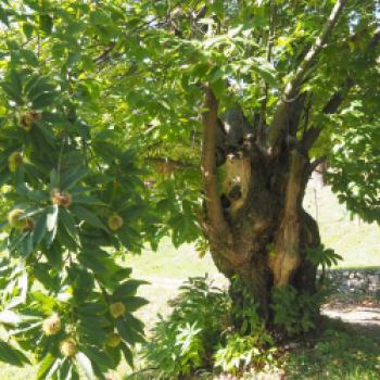 Das 49ste ‚Festa della Castagne‘, hier kann man in San Zeno di Montagna alles über die Früchte der Esskastanienbäume erfahren - (c) Jörg Bornmann