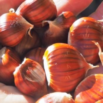 Das 49ste ‚Festa della Castagne‘, hier kann man in San Zeno di Montagna alles über die Früchte der Esskastanienbäume erfahren - (c) Jörg Bornmann