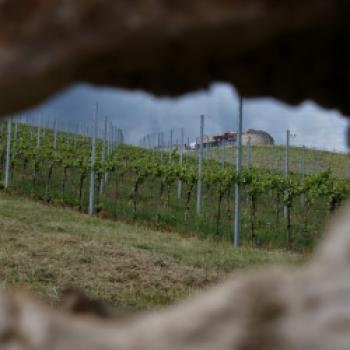 Taggenbrunn – das Weingut zwischen Alpen und Adria - (c) Jörg Bornmann