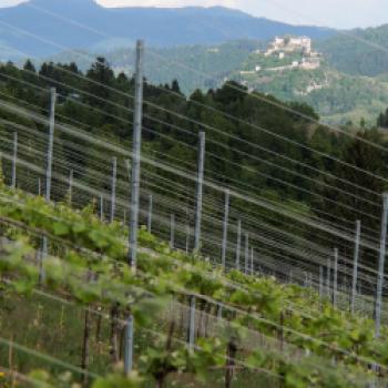 Taggenbrunn – das Weingut zwischen Alpen und Adria - (c) Jörg Bornmann