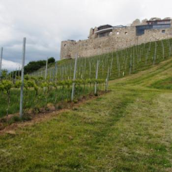 Taggenbrunn – das Weingut zwischen Alpen und Adria - (c) Jörg Bornmann