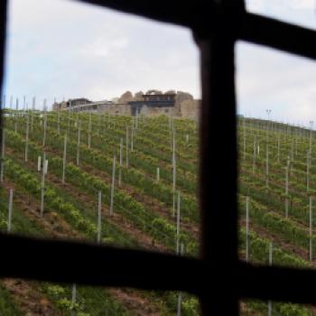 Taggenbrunn – das Weingut zwischen Alpen und Adria - (c) Jörg Bornmann