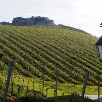 Taggenbrunn – das Weingut zwischen Alpen und Adria - (c) Jörg Bornmann