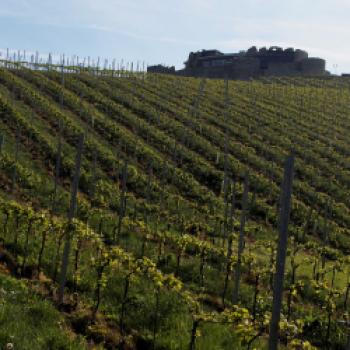 Taggenbrunn – das Weingut zwischen Alpen und Adria - (c) Jörg Bornmann