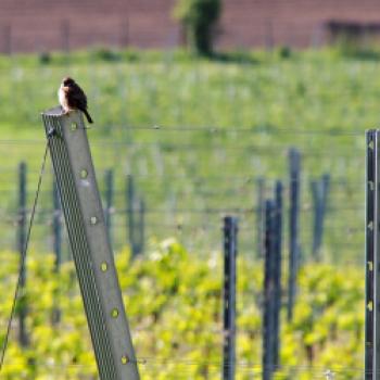 Taggenbrunn – das Weingut zwischen Alpen und Adria - (c) Jörg Bornmann